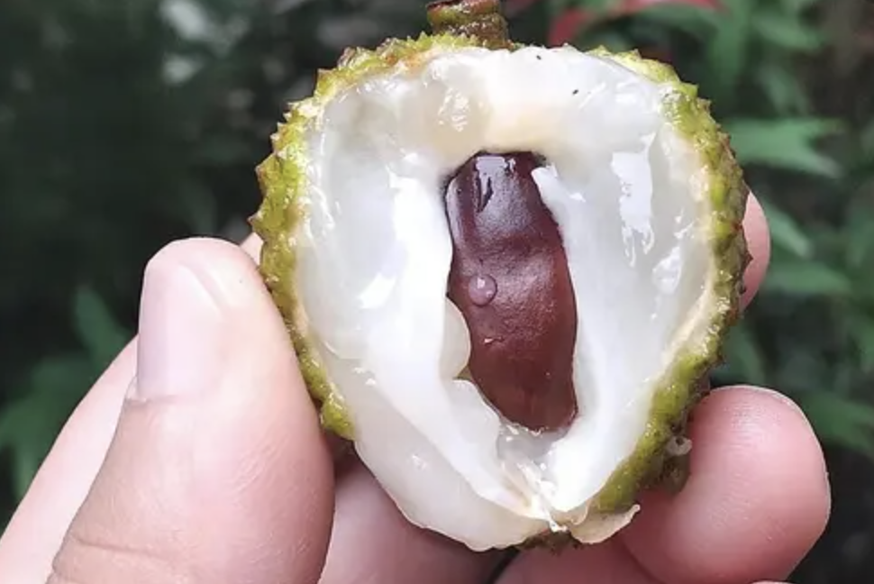 Estratto di ippocastano